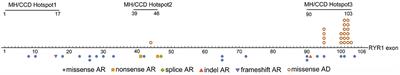 Correlation of Phenotype–Genotype and Protein Structure in RYR1-Related Myopathy